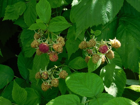 DSCN4216