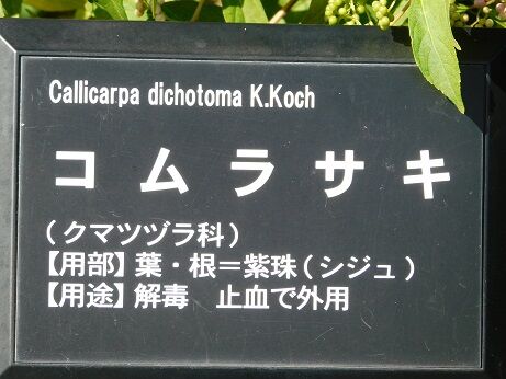 DSCN8470