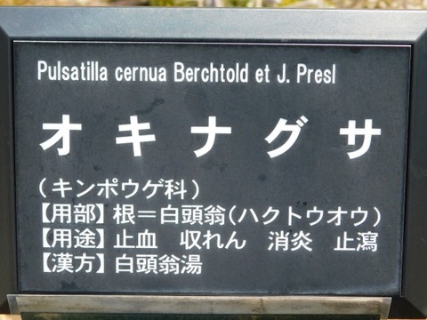 DSCN6365