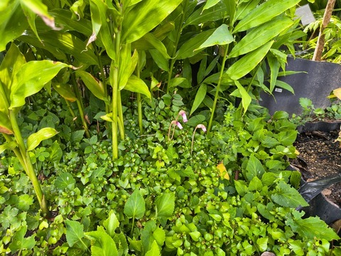 IMG_20260911_135010469_HDR