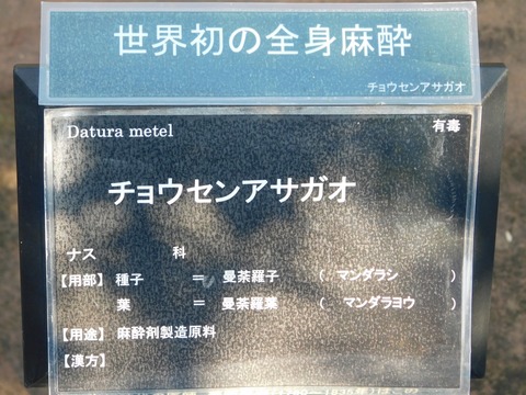 DSCN5540