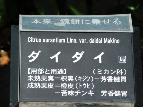 DSCN4220