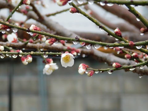 DSCN6090