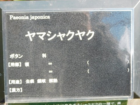 DSCN6335