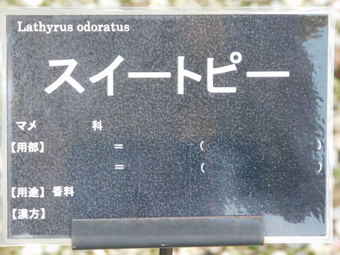DSCN7243