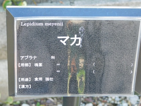 DSCN3945