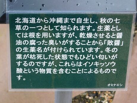 DSCN8335