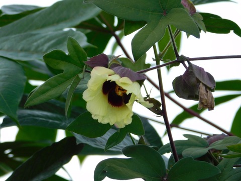 DSCN5507