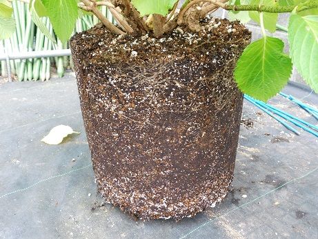 鉢植えアジサイの剪定と植え替え1 近畿大学 薬用植物園のブログ