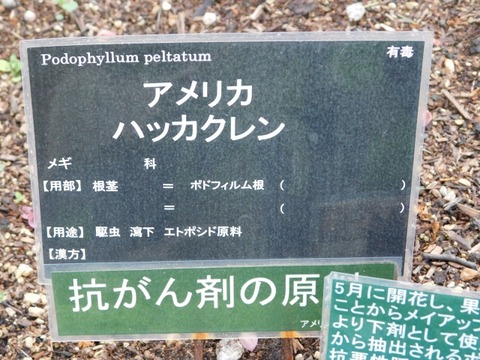 DSCN6524