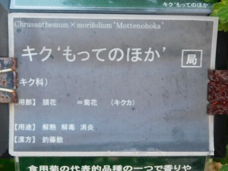 DSCN8721
