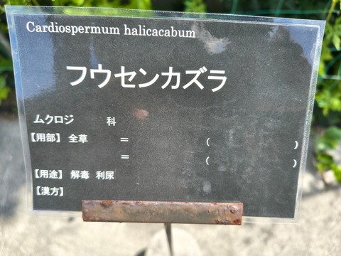 IMG_20260820_114517159_HDR