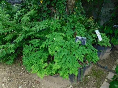 DSCN2076