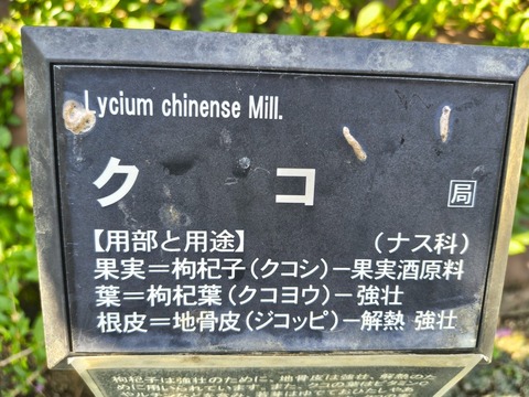 IMG_20261008_134325688_HDR