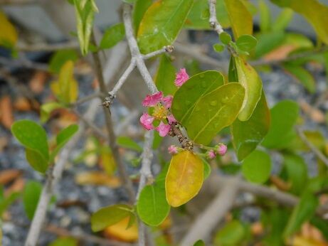 DSCN8004