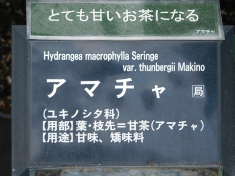 DSCN6824