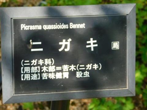 DSCN7241