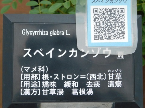 DSCN6755