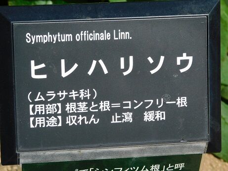 DSCN9381