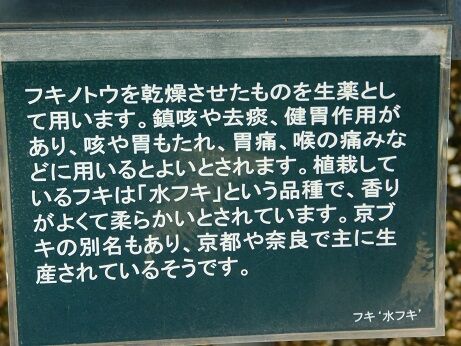 DSCN1060