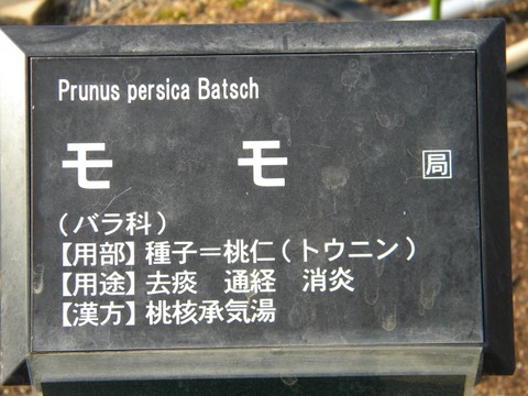 DSCN8521