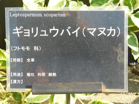 DSCN7746