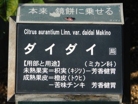 DSCN5970