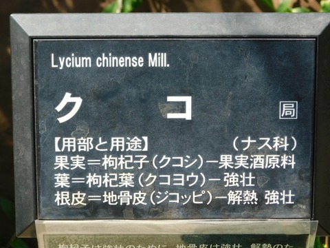 DSCN7403