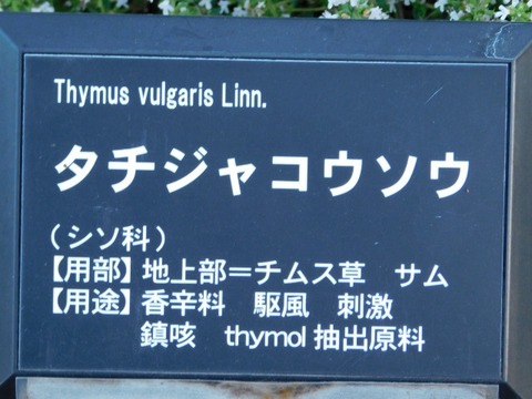 DSCN6694