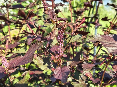 IMG_20260925_072351602_HDR