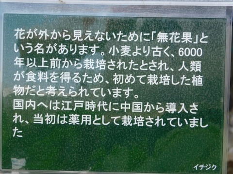 DSCN2184