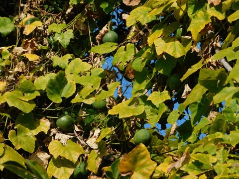 DSCN3128