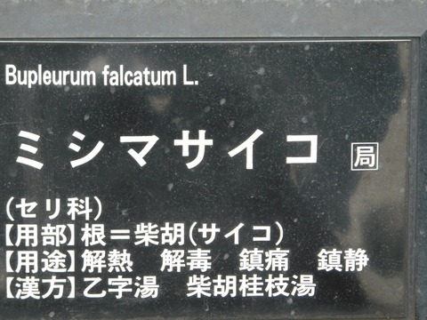 DSCN5365