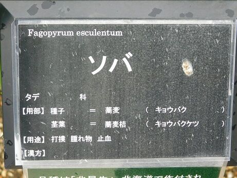 DSCN9549