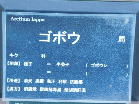DSCN6699
