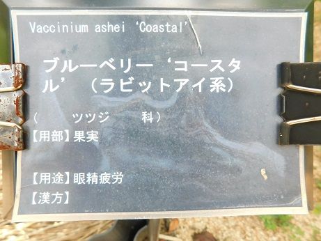 DSCN3453