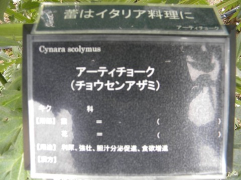 DSCN9004