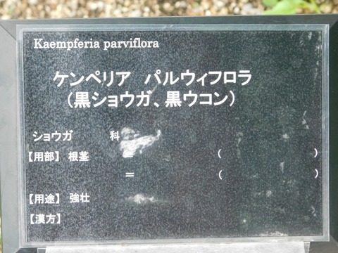 DSCN6979