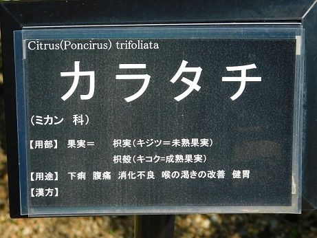 DSCN3893
