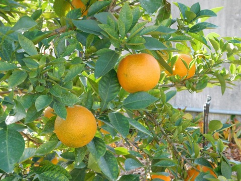 DSCN5878