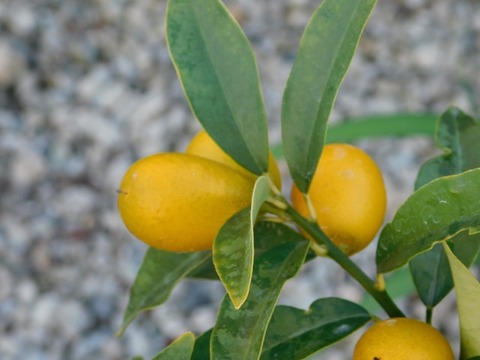 DSCN6714