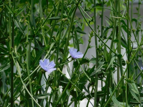 DSCN6908