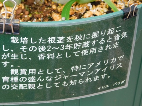 DSCN6539