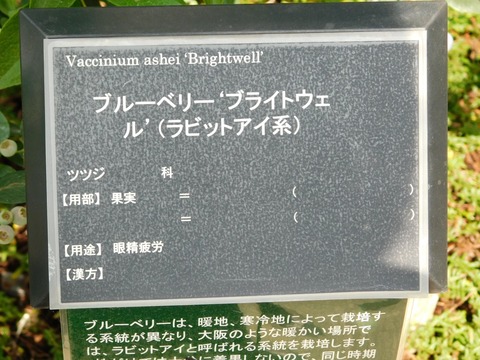 DSCN4457