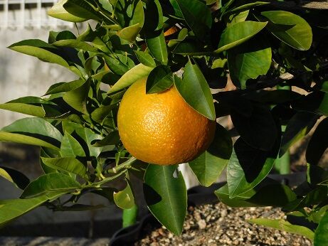 DSCN6721