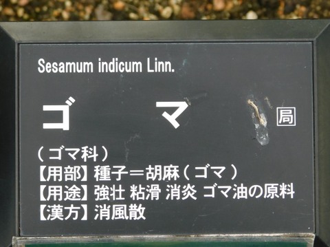 DSCN2640