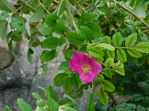 DSCN5336