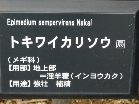 DSCN6145