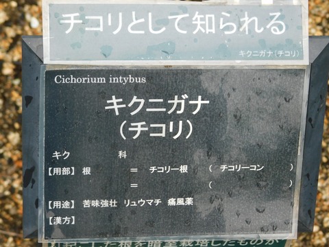 DSCN4316