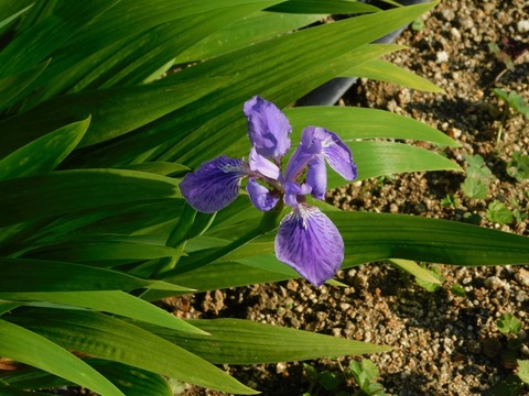 DSCN3952